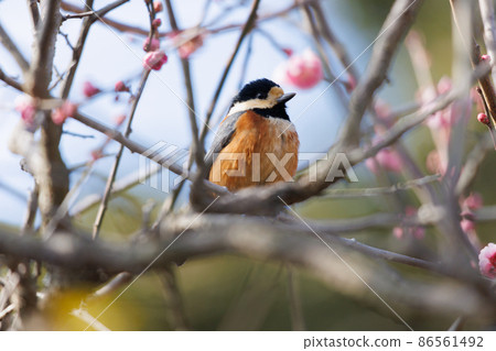 梅花和山形 86561492