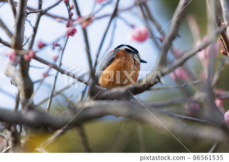 Varied tit in nature Varied tit in nature 86561535