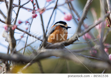 Varied tit in nature Varied tit in nature 86561536