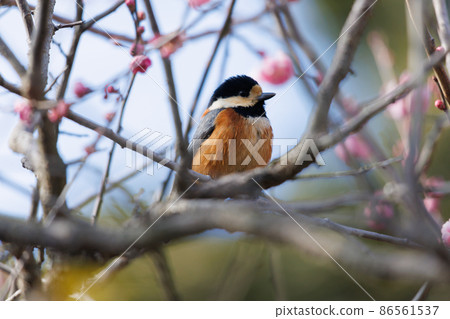 Varied tit in nature Varied tit in nature 86561537