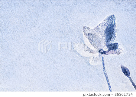 Illustration of digitally processed lotus in Sakuya Konohanakan, Osaka Illustration of digitally processed lotus in Sakuya Konohanakan, Osaka 86561754