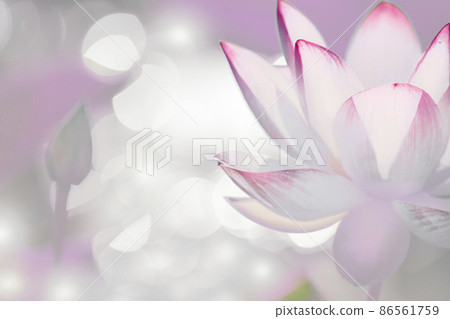 Illustration of digitally processed lotus in Sakuya Konohanakan, Osaka Illustration of digitally processed lotus in Sakuya Konohanakan, Osaka 86561759