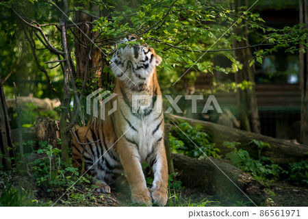 Bengal tiger. The Bengal tiger population is the largest. It is the national animal of the state of Bangladesh - historical Bengal. Bengal tiger. The Bengal tiger population is the largest. It is the national animal of the state of Bangladesh - historical Bengal. 86561971