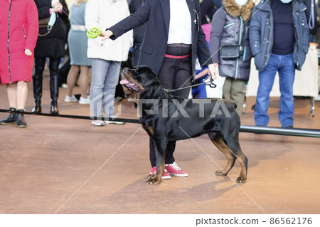 Handler demonstrates Rottweiler rack at dog exhibition Handler demonstrates Rottweiler rack at dog exhibition 86562176