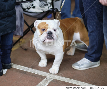 Dog breed English Bulldog stands next to the owner Dog breed English Bulldog stands next to the owner 86562177