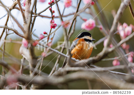 Plum and Yamagara Plum and Yamagara 86562239