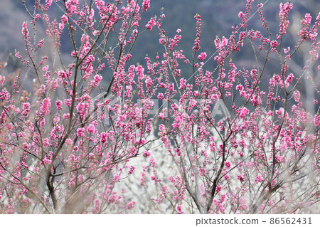 Pink peach blossoms blooming at the flower station 86562431