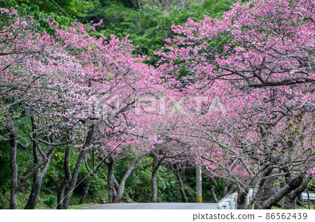 Okinawan cherry tree 86562439