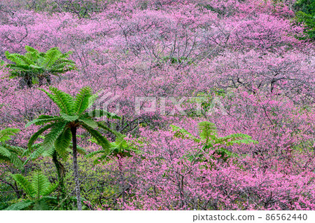 沖繩櫻花樹 沖繩櫻花樹 86562440