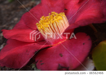 Higo Ozeki camellia pistil like the skin color of white porcelain 86562466