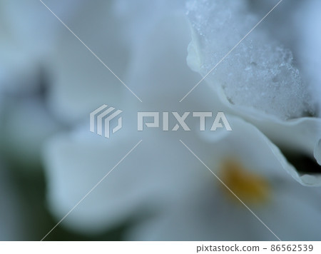 Viola on a snowy day "Momokashiro" 86562539