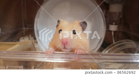 Kinkuma hamster looking out 86562692