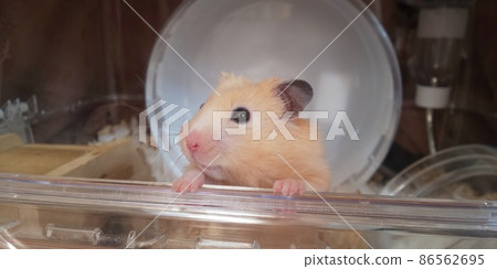 Kinkuma hamster looking out 86562695