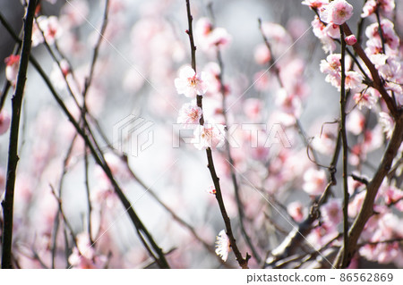 Plum blossoms illuminated by the sun Plum blossoms illuminated by the sun 86562869