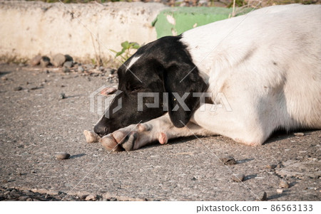 Lonely dog on the streets of Batumi. Georgia 86563133