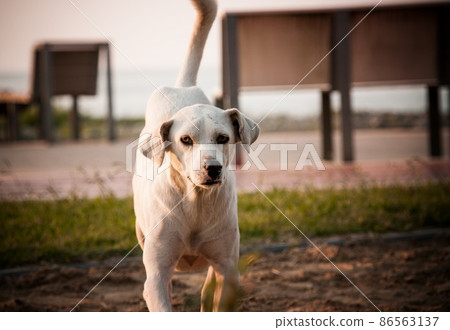 Lonely dog on the streets of Batumi. Georgia 86563137
