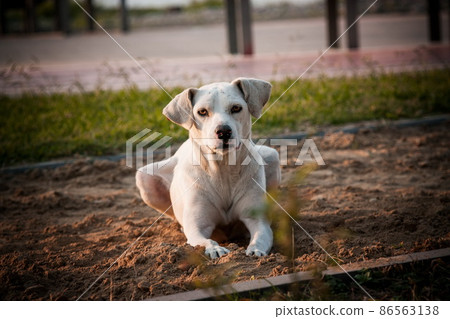 Lonely dog on the streets of Batumi. Georgia 86563138