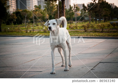 Lonely dog on the streets of Batumi. Georgia 86563140