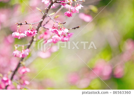 Hikanzakura（Hikanzakura） 86563360