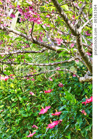 Spring in Okinawa (Scarlet Sakura and Hibiscus) 86563364