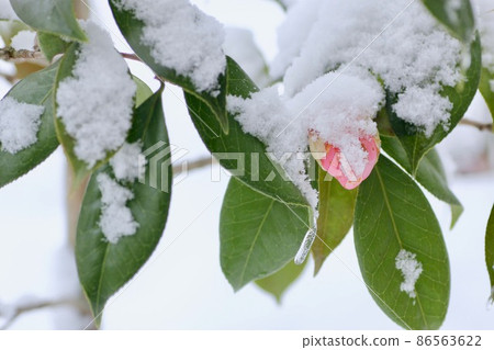Camellia buds with snow 86563622
