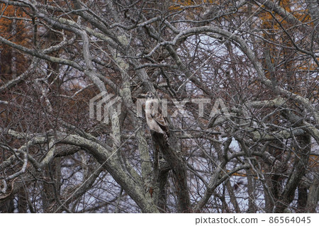 在北海道森林拍攝的山鷹 86564045