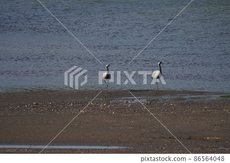 登陸北海道的蓑羽鶴 86564048