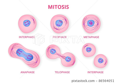 Process of division of organic cell Process of division of organic cell 86564051