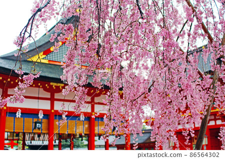 [京都] 春天的伏見稻荷大社，鮮豔的垂枝櫻花（藍粉色） 86564302