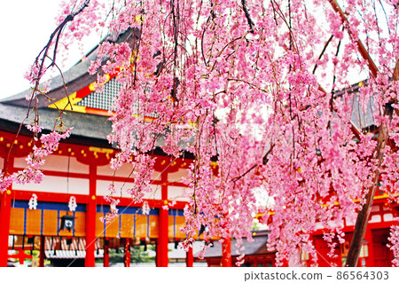 [Kyoto] Spring Fushimi Inari Taisha Shrine Vivid Weeping Cherry Blossoms 86564303