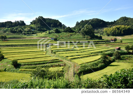 秋天的稻淵梯田 秋天的稻淵梯田 86564349
