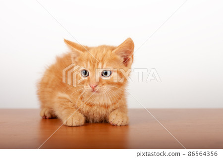 Orange small domestic kitten  lying  on alder board on white background, studio shoot. 86564356