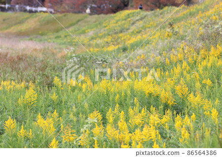 Seiitokawadassi 86564386