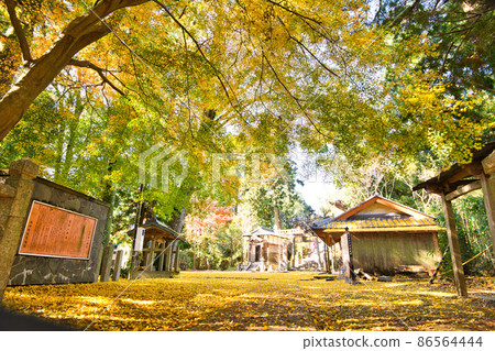 Kotokuji Temple Autumn Leaves 2021 Autumn 86564444