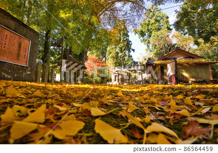 Kotokuji Temple Autumn Leaves 2021 Autumn 86564459