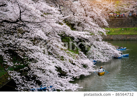 Cherry blossoms at Chidorigafuchi park in Tokyo, Japan. Cherry blossoms at Chidorigafuchi park in Tokyo, Japan. 86564732