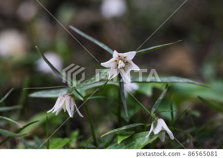 在山村靜靜綻放的小出雲子梅花 在山村靜靜綻放的小出雲子梅花 86565081