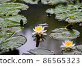 Standing water lily 86565323