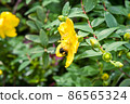 Hypericum patulum and bumblebee 86565324