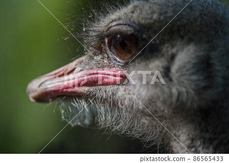 The African ostrich (lat. Struthio camelus) is a keelless flightless bird of the ostrich family (Struthionidae). Its scientific name means "camel sparrow" in Greek. 86565433