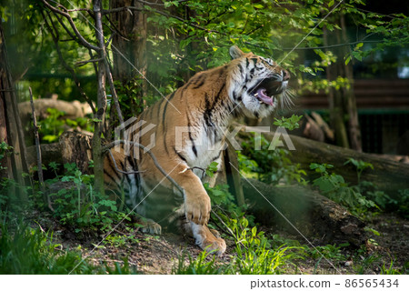 The African ostrich (lat. Struthio camelus) is a keelless flightless bird of the ostrich family (Struthionidae). Its scientific name means "camel sparrow" in Greek. 86565434