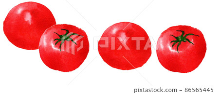 Tomato watercolor hand-painted fruit and vegetable illustration 86565445
