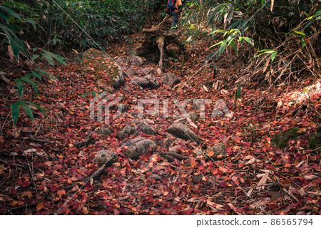 The trunk, fallen leaves and climbers of the Hirokawara route of Mt. Ena, one of the 100 famous mountains in Japan during the autumn colors between Achi Village in Nagano and Nakatsugawa in Gifu. The trunk, fallen leaves and climbers of the Hirokawara route of Mt. Ena, one of the 100 famous mountains in Japan during the autumn colors between Achi Village in Nagano and Nakatsugawa in Gifu. 86565794