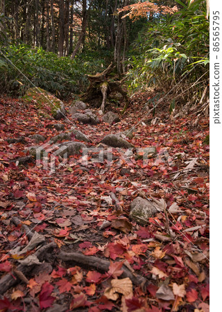 The trunk and fallen leaves of the Hirokawara route of Mt. Ena, one of the 100 famous mountains in Japan during the autumn colors between Achi Village in Nagano and Nakatsugawa in Gifu. The trunk and fallen leaves of the Hirokawara route of Mt. Ena, one of the 100 famous mountains in Japan during the autumn colors between Achi Village in Nagano and Nakatsugawa in Gifu. 86565795
