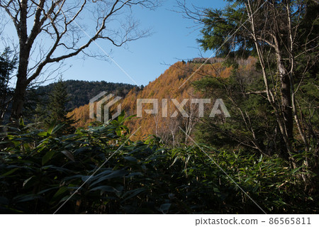 在長野阿智村和岐阜中津川之間的紅葉季節,日本 100 座名山之一惠那山的廣河原路線上的筱和紅葉 在長野阿智村和岐阜中津川之間的紅葉季節,日本 100 座名山之一惠那山的廣河原路線上的筱和紅葉 86565811