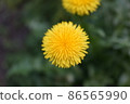 蒲公英 86565990