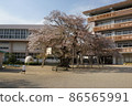 校園 86565991