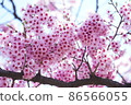 櫻花 86566055