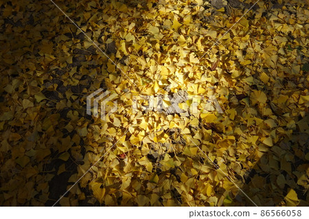 Fallen leaves Fallen leaves 86566058