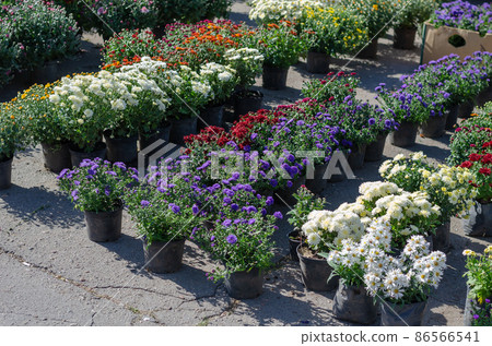 Farmer's Fair of gardening in the open air. Farmer's Fair of gardening in the open air. 86566541